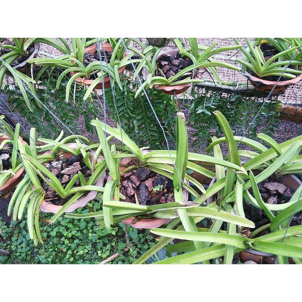 Vỏ thông trồng lan loại đẹp không vụn 1kg