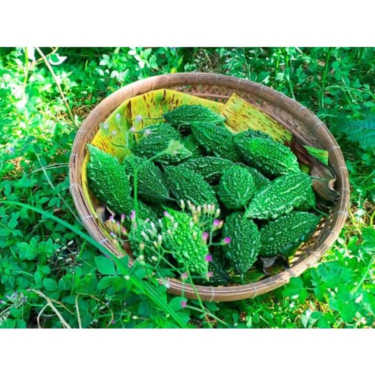 Hạt giống Khổ qua rừng , đóng gói 10 hạt
