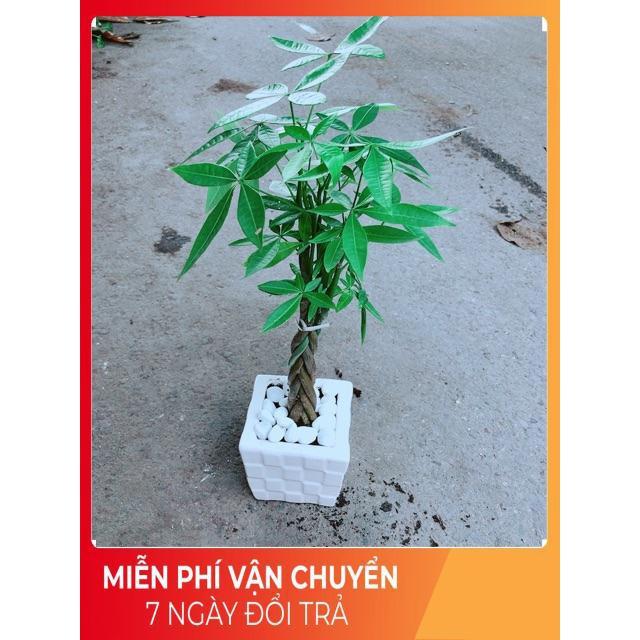 Chậu Kim Ngân Thắt Bính