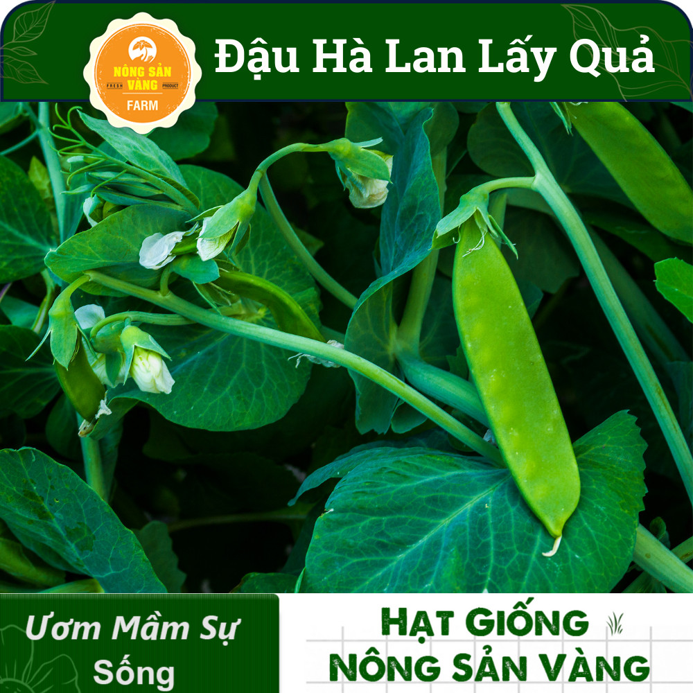 Hạt giống Đậu Hà Lan Xanh ( Gói 10 Gram ) - Nông Sản Vàng