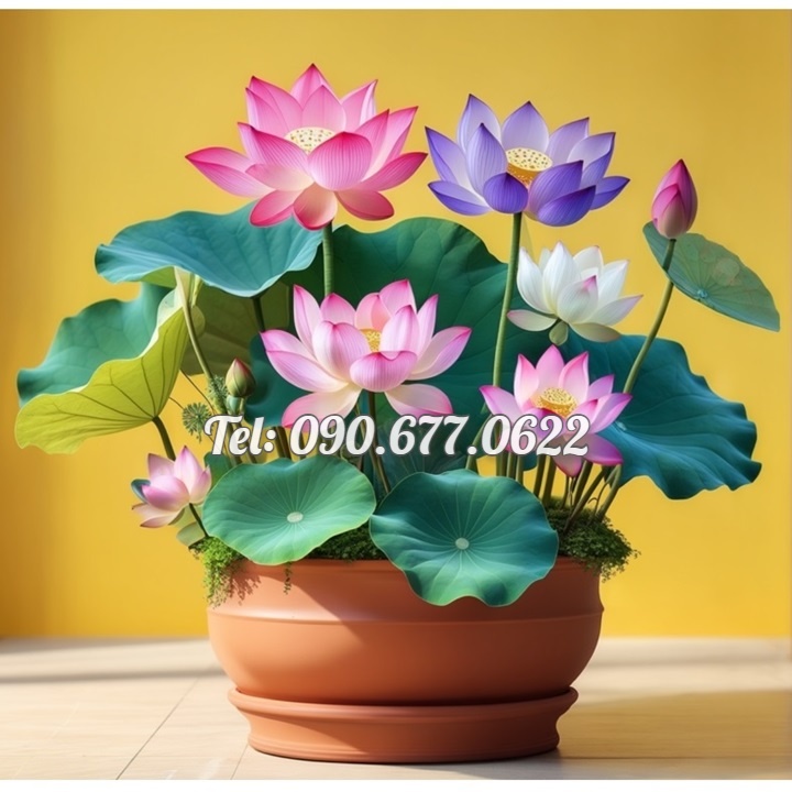 Hạt giống hoa sen 7 màu mini - Hạt giống hoa sen ngũ sắc mini ra hoa quanh năm – Bịch 10 hạt – Mã số 1394