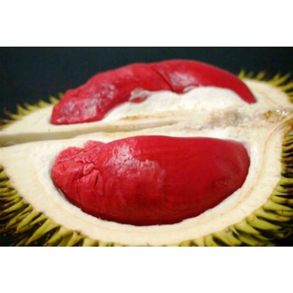 Cây Giống Sầu Riêng Ruột Đỏ