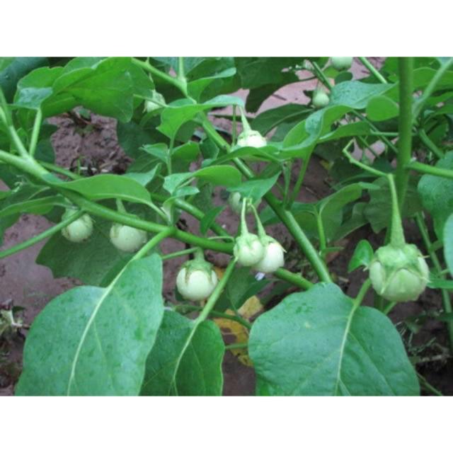 Hạt giống cà pháo trắng