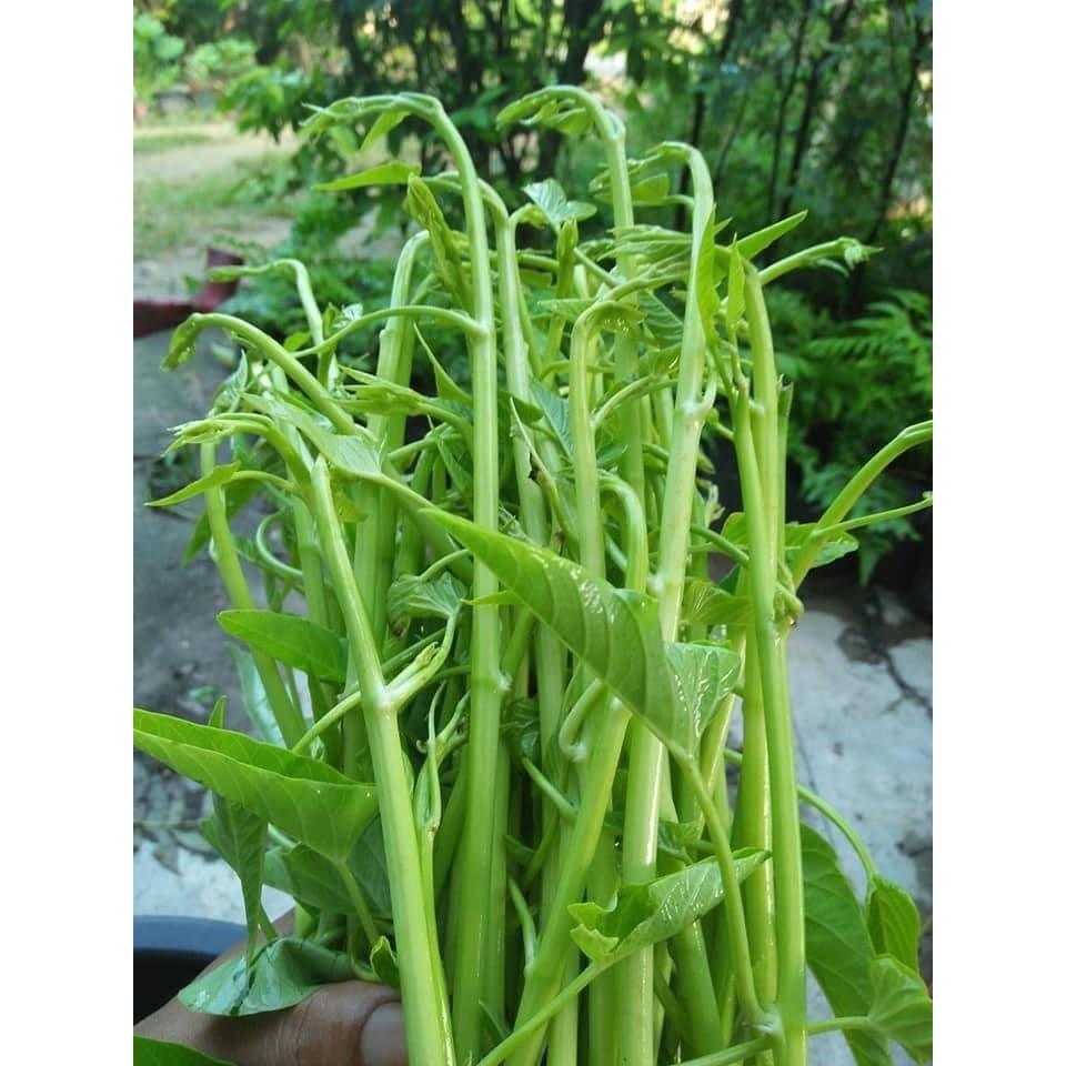 Hạt Giống Rau Muống Siêu Ngọn