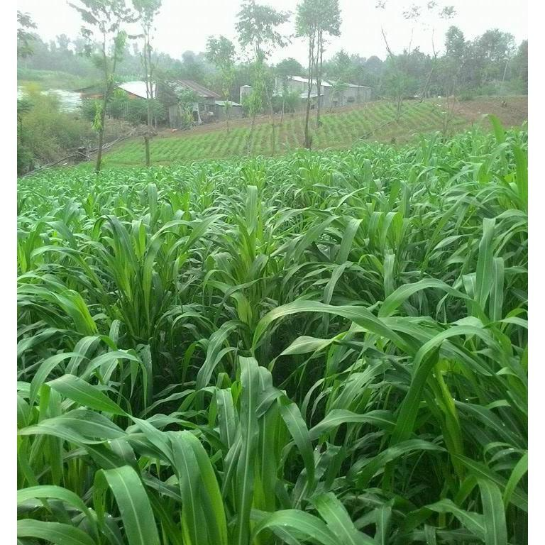 Hạt giống cỏ Sudan lai - Cỏ Cao Lương - Chuyên Dùng Cho Trâu, Bò, ..