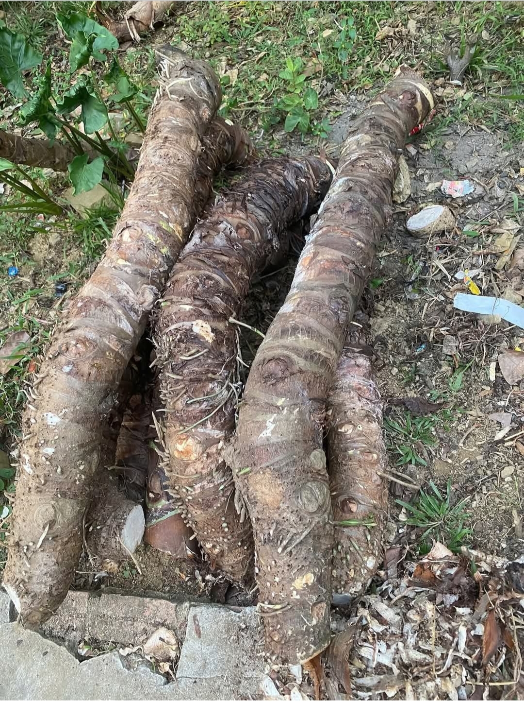 5kg củ ráy rừng (bạc hà núi) tươi 100k