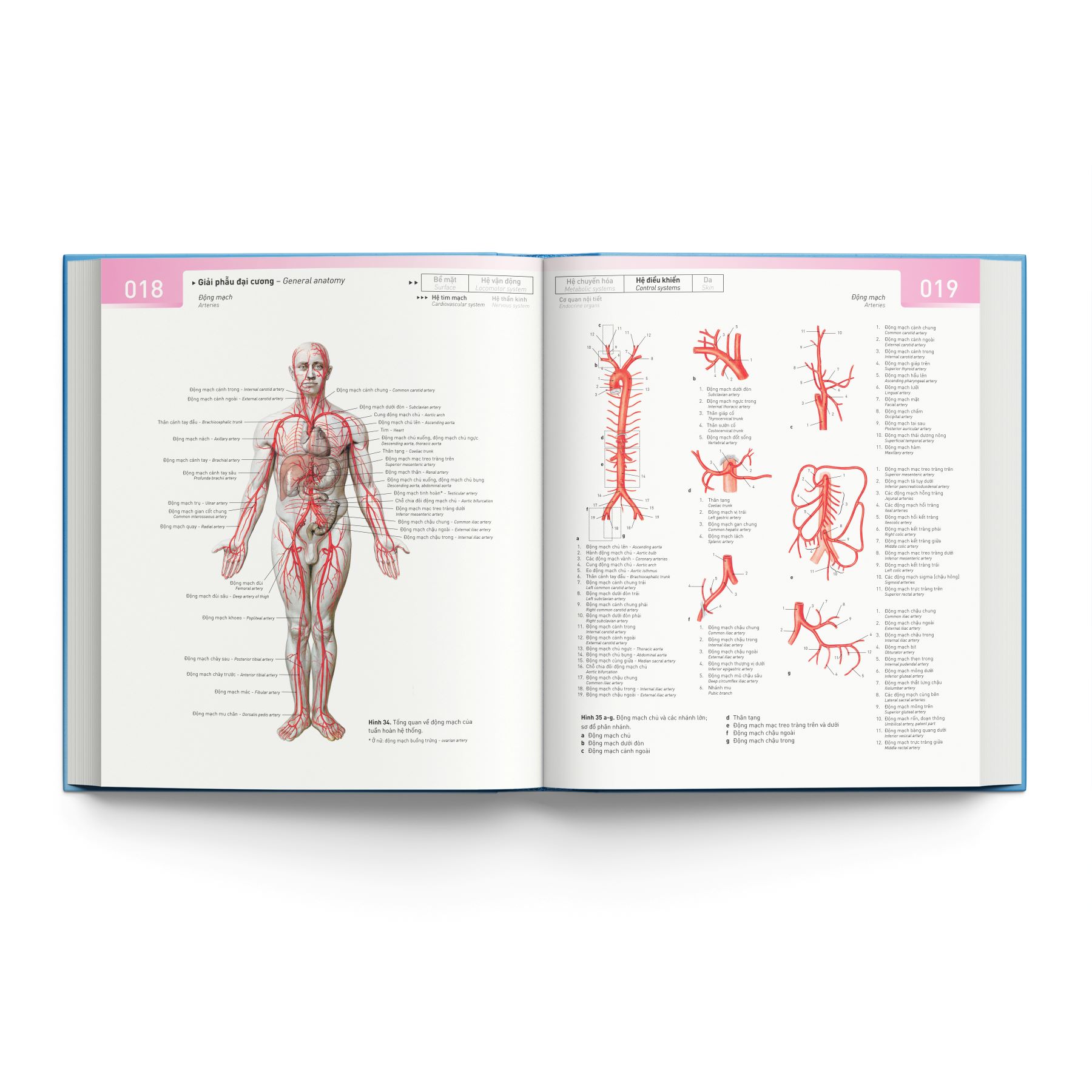 Sobotta 'Atlas' Giải Phẫu Người