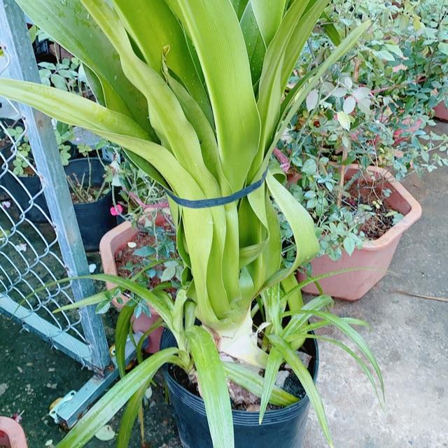 Cây Đại Tướng Quân Cao 1m
