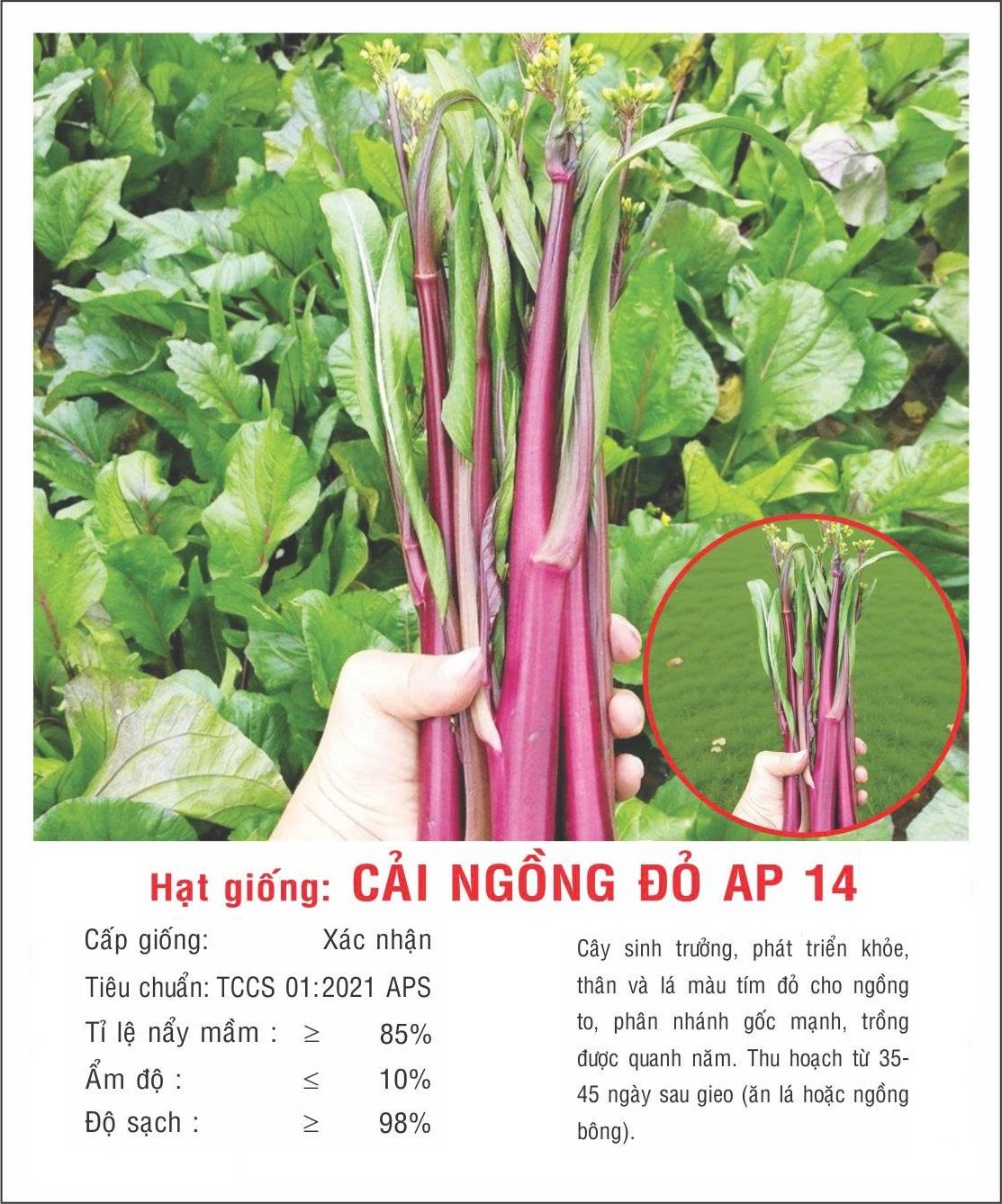 Hạt giống Cải ngồng Đỏ ngồng to nhiều đọt VTP201