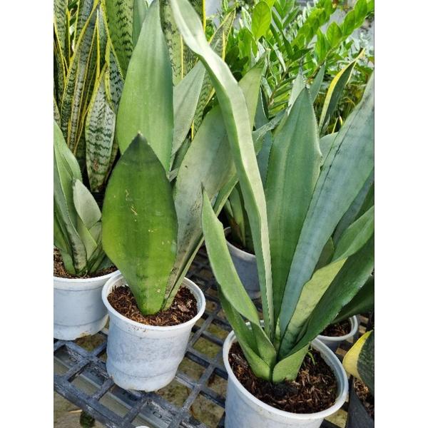 Lưỡi hổ thái bạc - Dracaena trifasciata