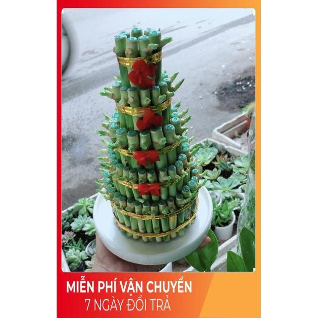 Cây Trúc Phát Tài Kèm Dĩa