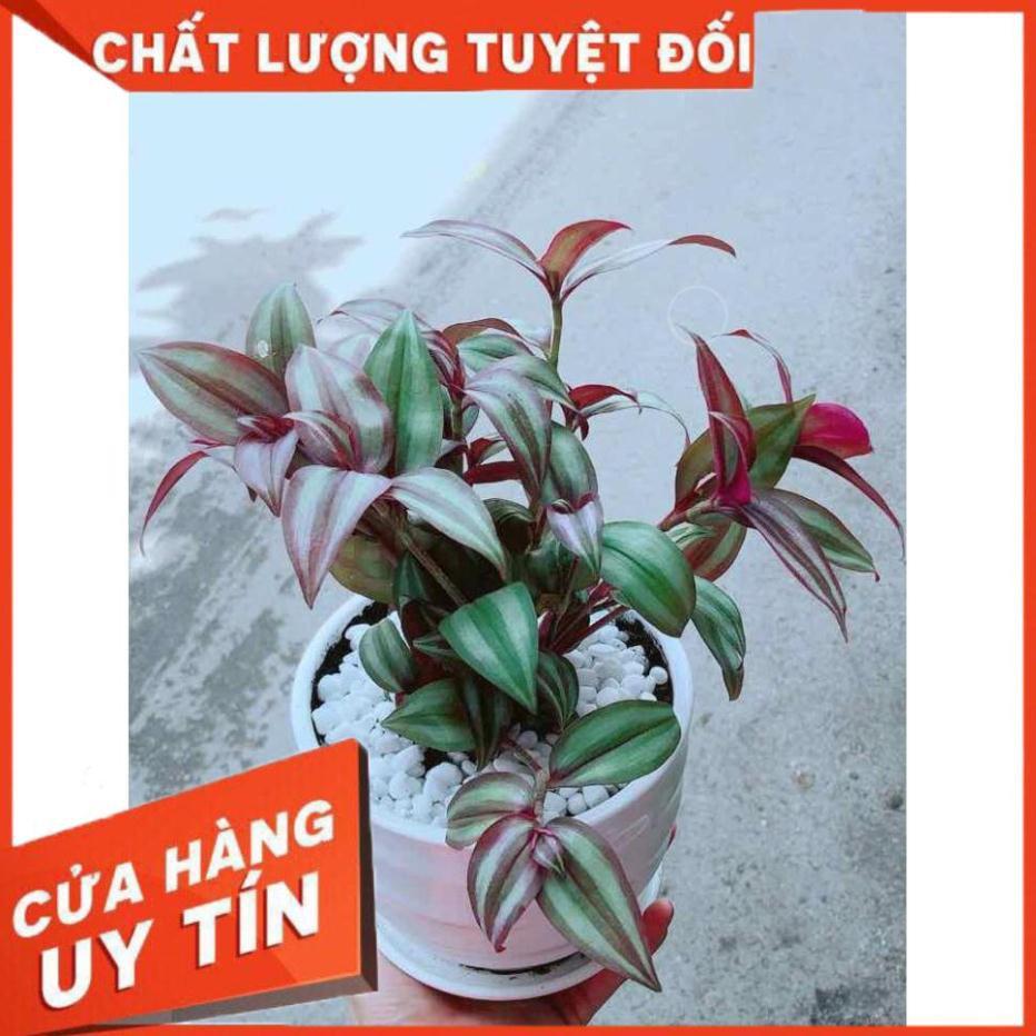 Cây Thài Lài Tím Nhiều Người Mua