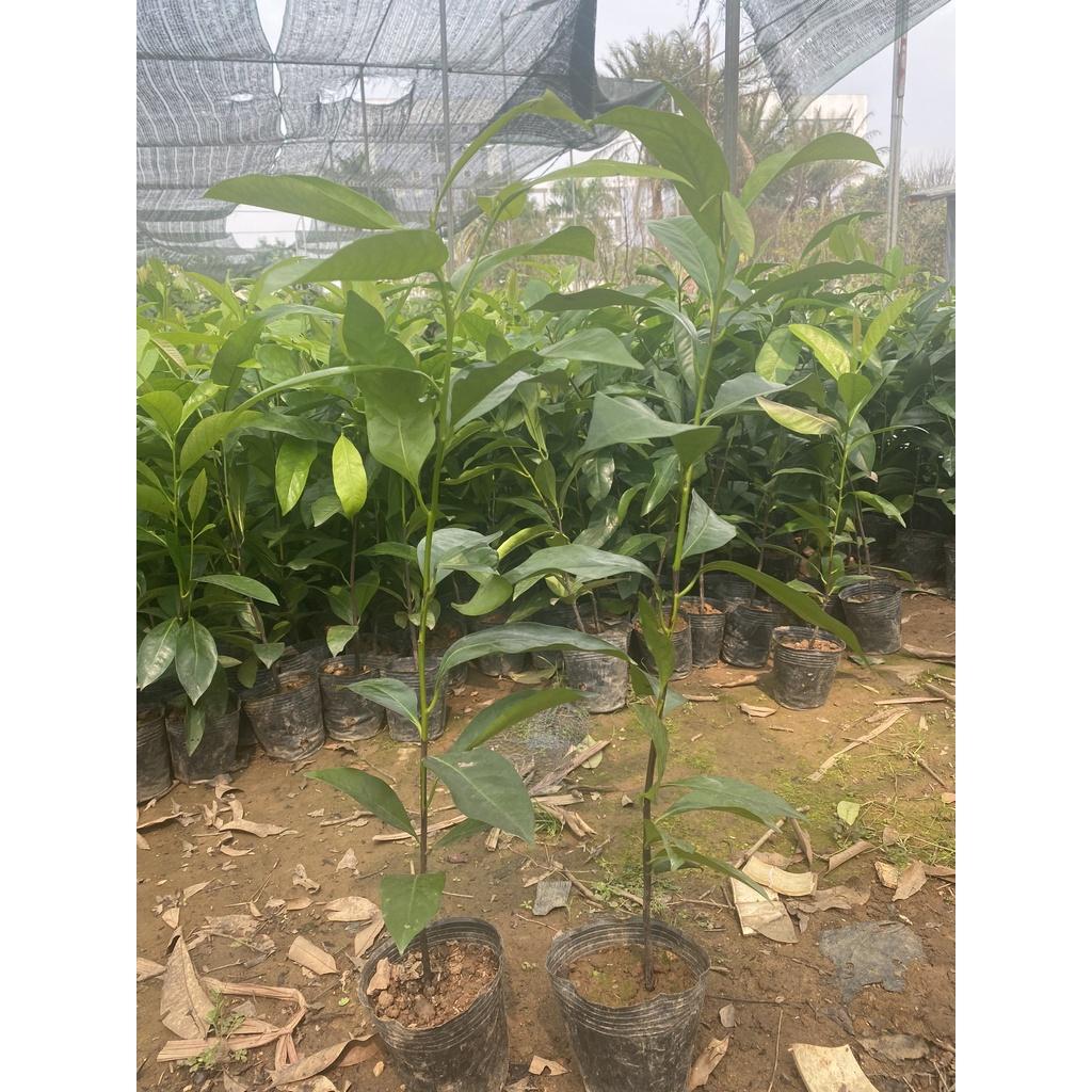 Cây Hồng Socola giống cây mới lạ mới du nhập vào Việt Nam siêu chất lượng, năng suất cao