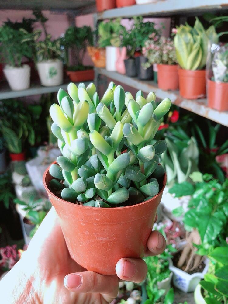 Sen Đá Tim Hàng Đẹp