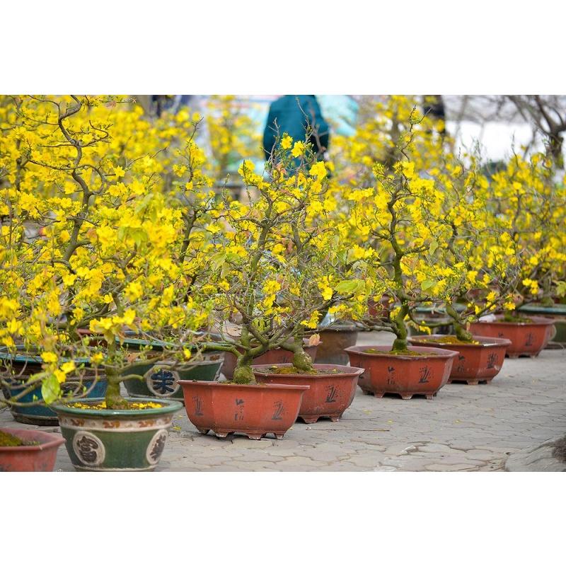 CÂY GIỐNG MAI TRUYỀN THỐNG