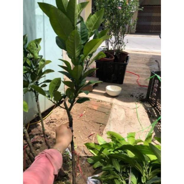 Cây Giống Bưởi Đỏ Luận Văn