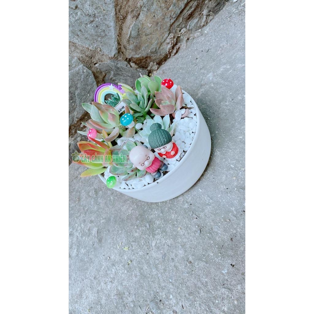 Chậu Cây Tiểu Cảnh mix đẹp