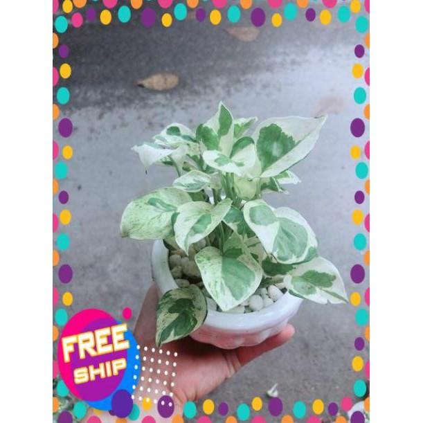 Chậu Cây Trầu Bà Sữa