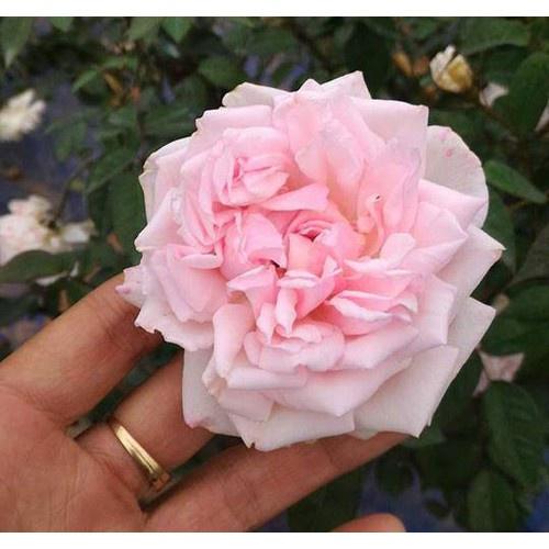 Combo 2 bầu Hồng Đào Cổ – Hồng cổ Việt Nam rất thơm và sai hoa