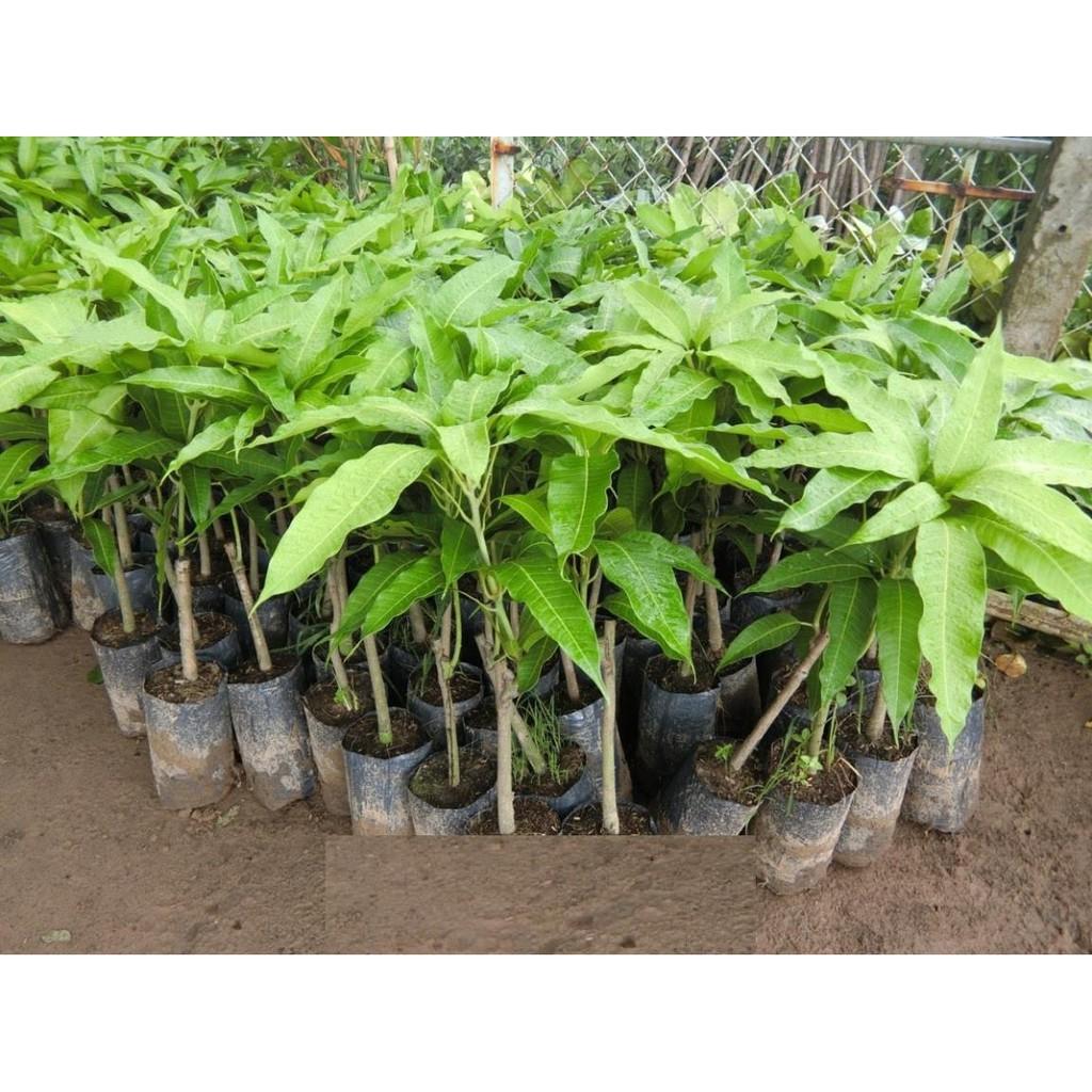 COMBO 2 cây giống XOÀI CÁT HÒA LỘC - Giống chuẩn F1 - Siêu sai quả ngon, ngọt