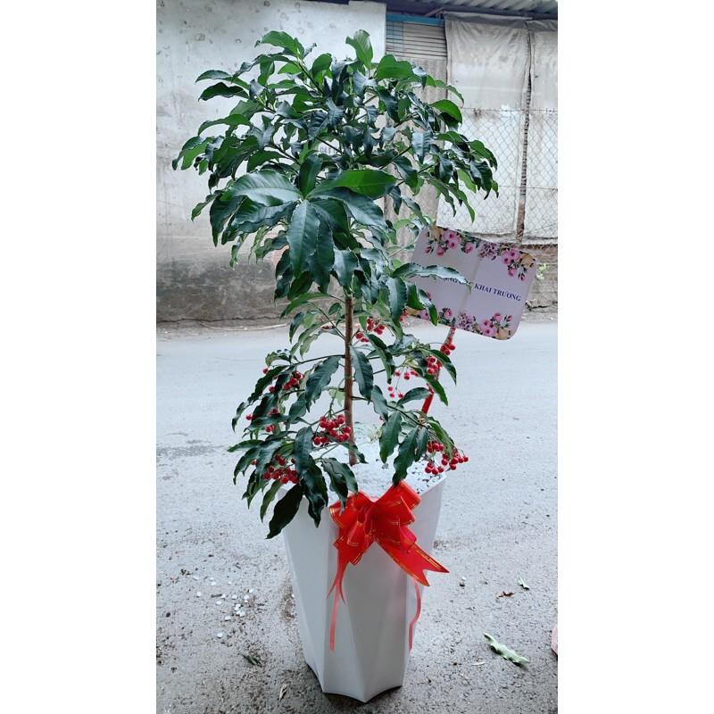 Chậu Cây Kim Ngân Lượng