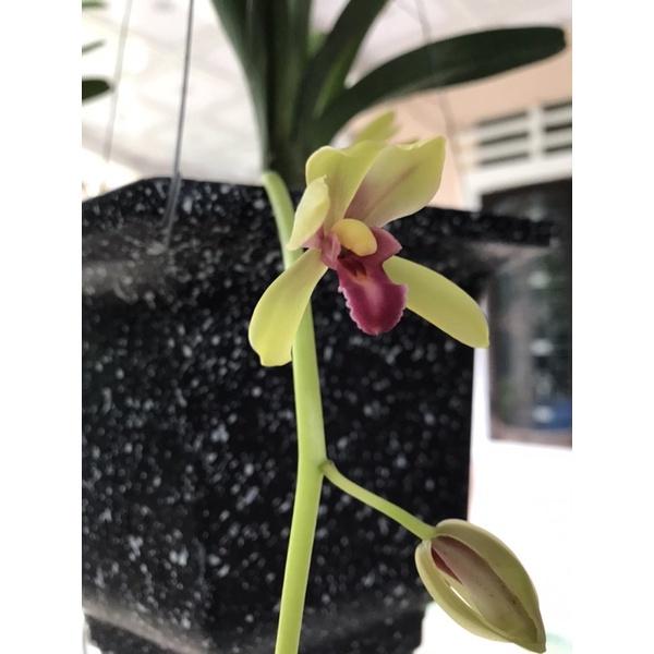 Lan kiếm giống số 1 thái hàng gieo hạt