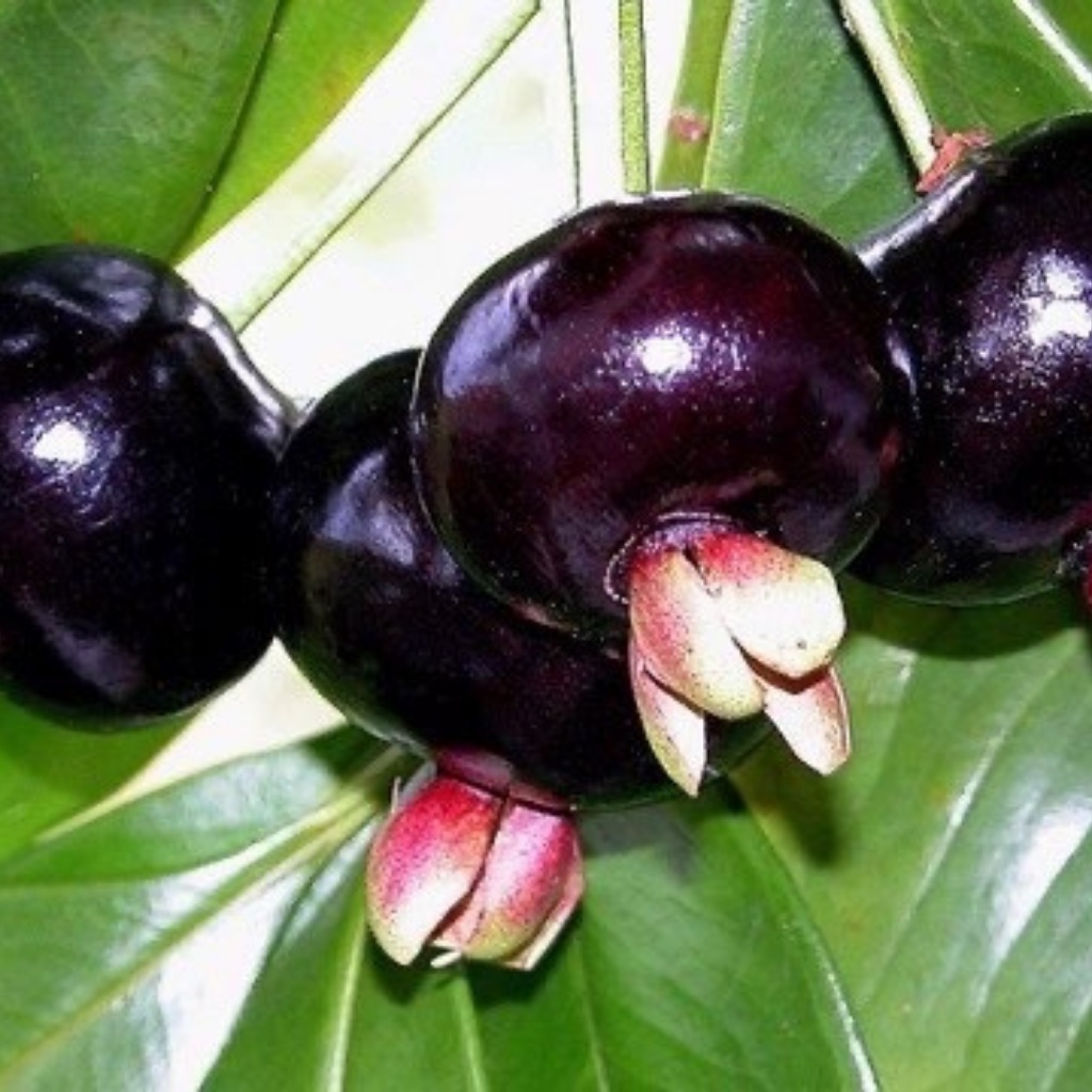 Cây cherry Brazil nhiệt đới dễ trồng chịu nhiệt tốt 1 năm ra quả