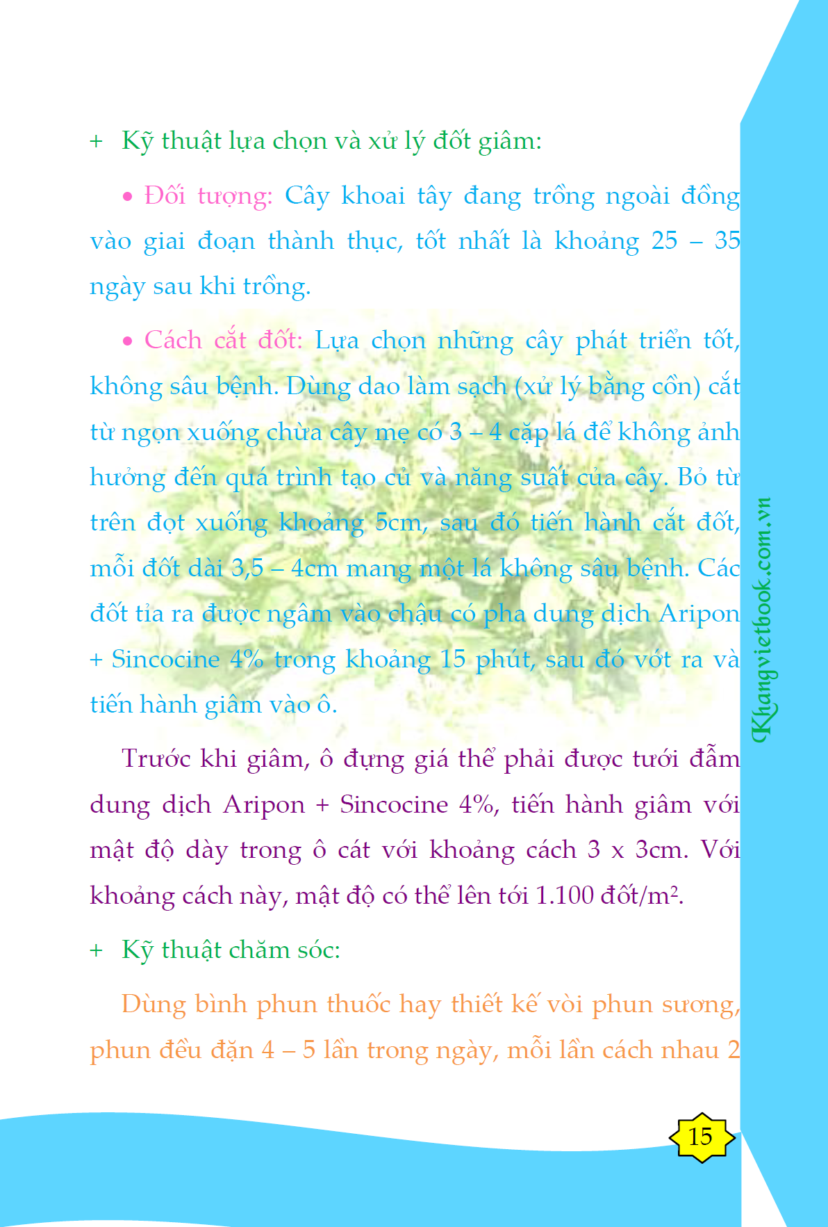 Bí Quyết Thành Công Kĩ Thuật Trồng Khoai Tây Hiệu Quả - KV