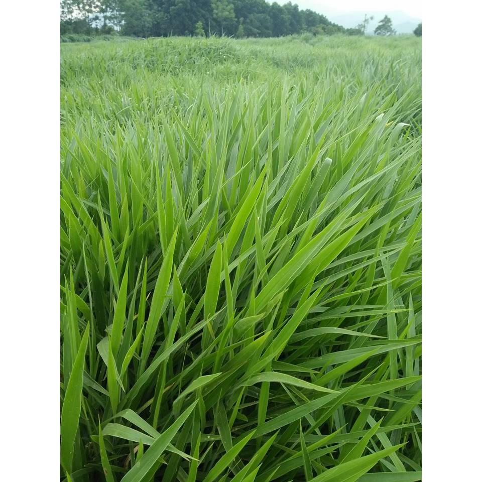 Hạt giống cỏ Ruzi - Cỏ chịu dẫm đạp