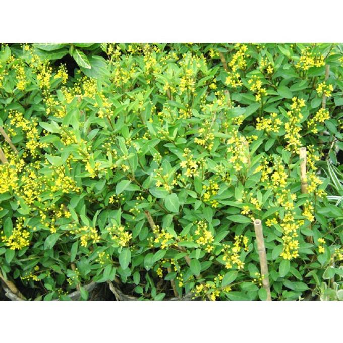 Chậu hoa kim đồng, hoa vàng siêu đẹp, chậu lớn