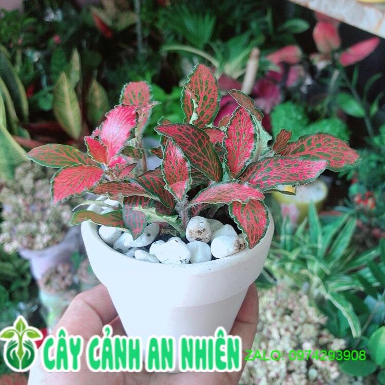 Chậu Cây Cẩm Nhung Đỏ Đậm