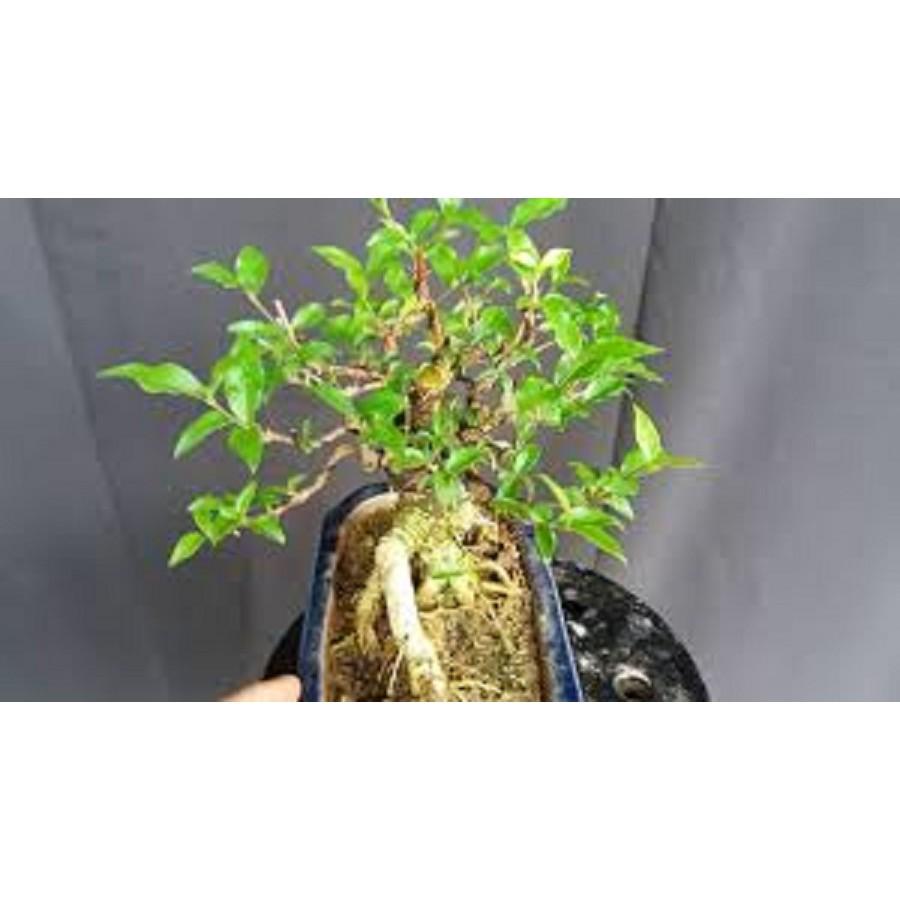 Combo 3 cây GIỐNG HỒNG NGỌC MAI BONSAI