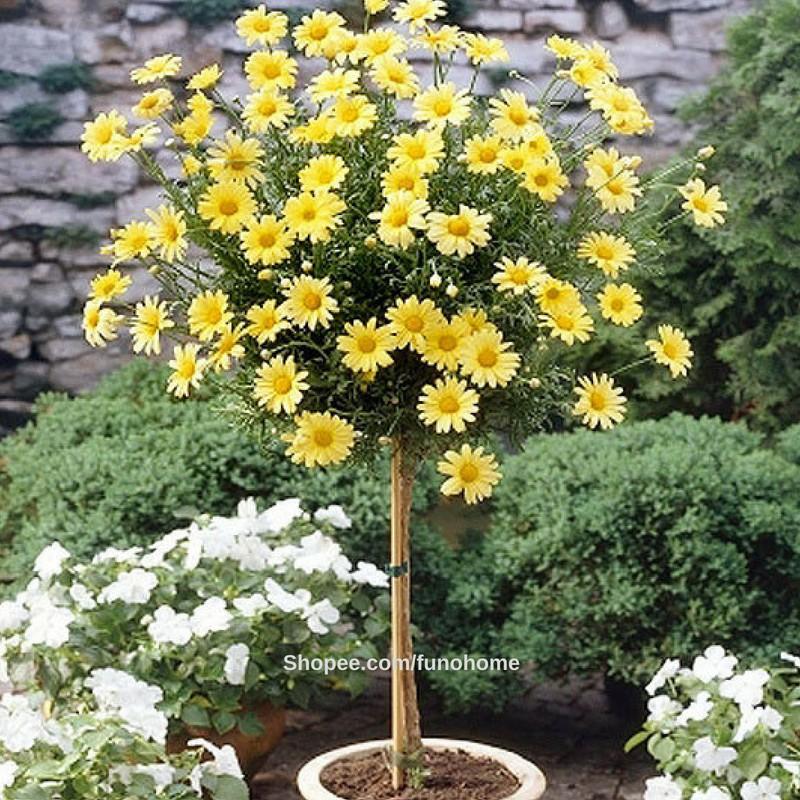 Hạt giống hoa cúc thân gỗ - cúc trường thọ- gói 50 hạt/gói