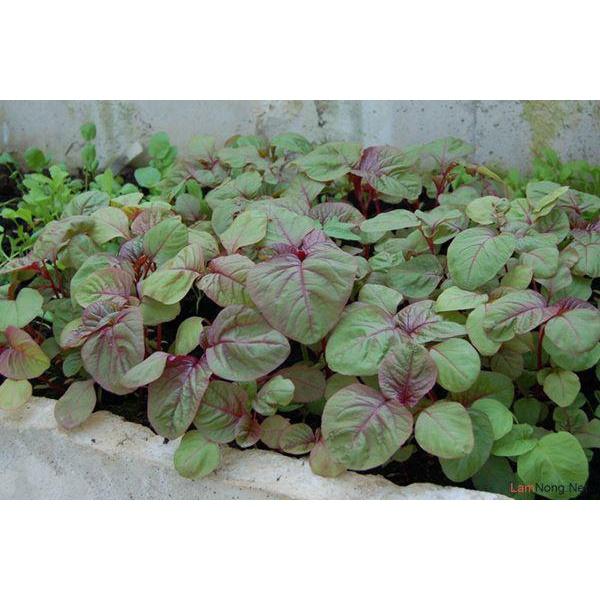 20g Hạt giống rau Dền Khoang - Thân mềm