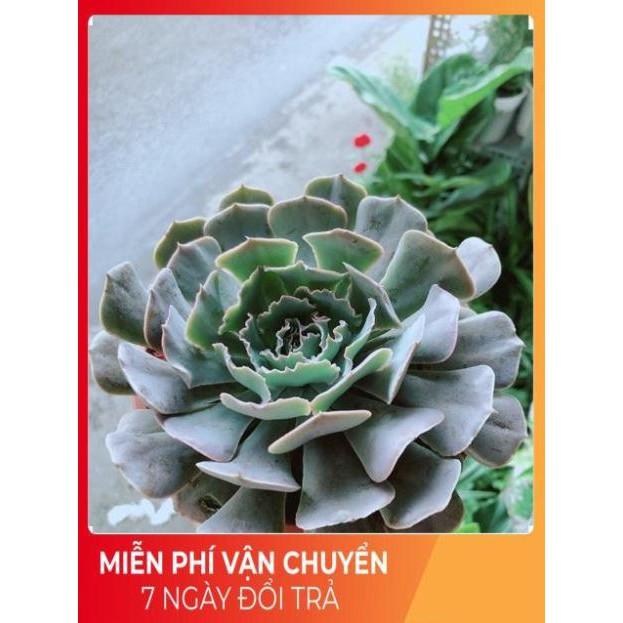 Sen Đá Size Đại