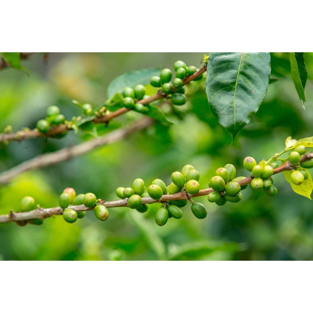 Arabica Washed(Chế biến ướt) - Vị đắng nhẹ, chua thanh, hương trái cây, hậu ngọt dịu - Cà phê pha phin/ Pha máy |250 - 500gr|