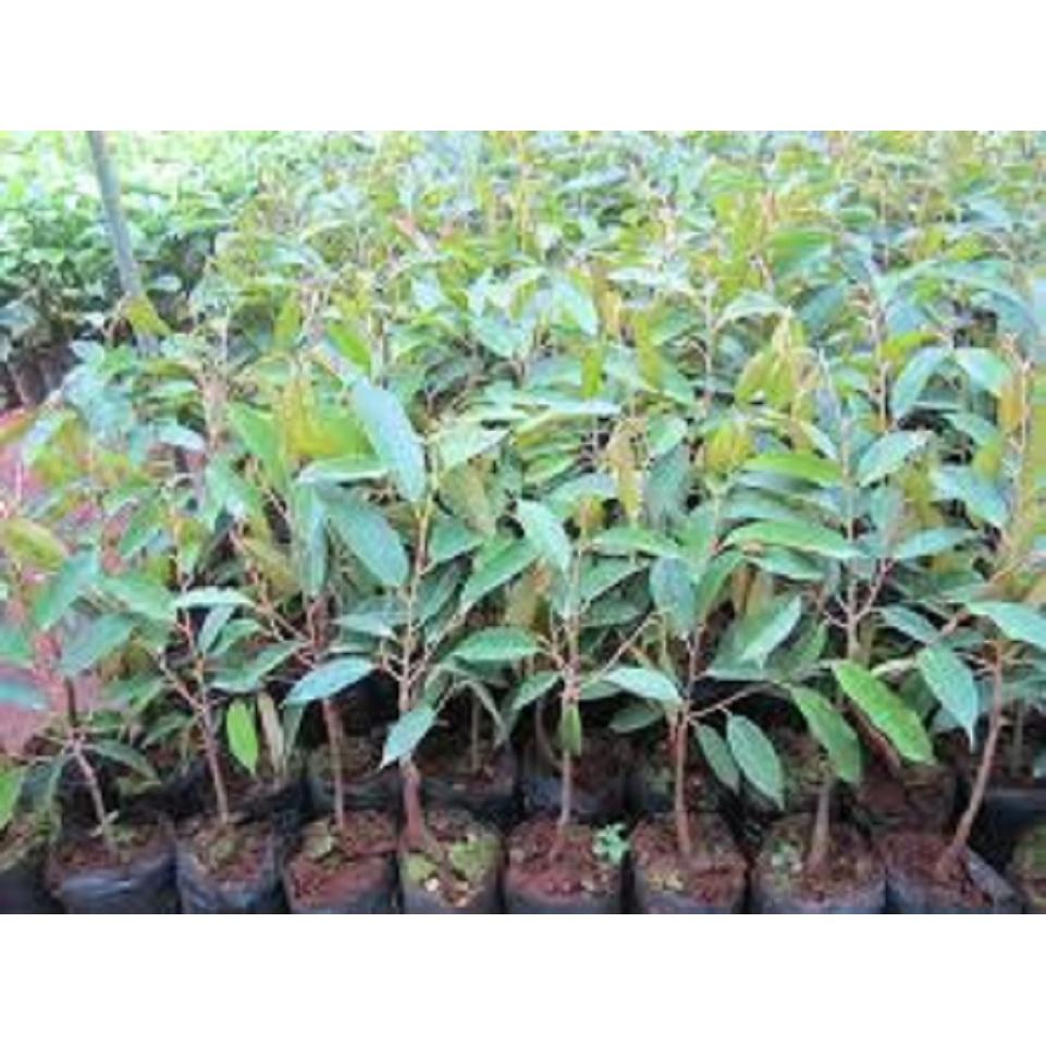 CÂY GIỐNG SẦU RIÊNG MONTHONG THÁI LAN