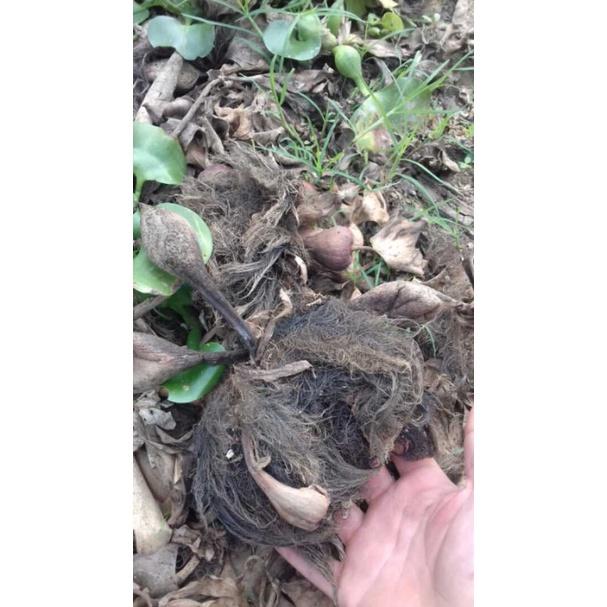 Rễ bèo tây - Rễ cây lục bình- Dùng để chiết cành - Ra rễ 100% - 500g