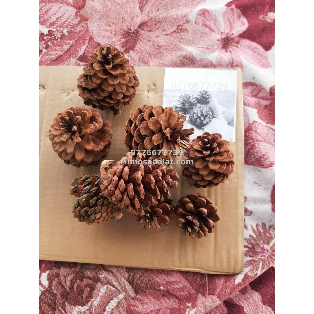 3kg trái thông trang trí noel, decor handmade từ quả thông khô