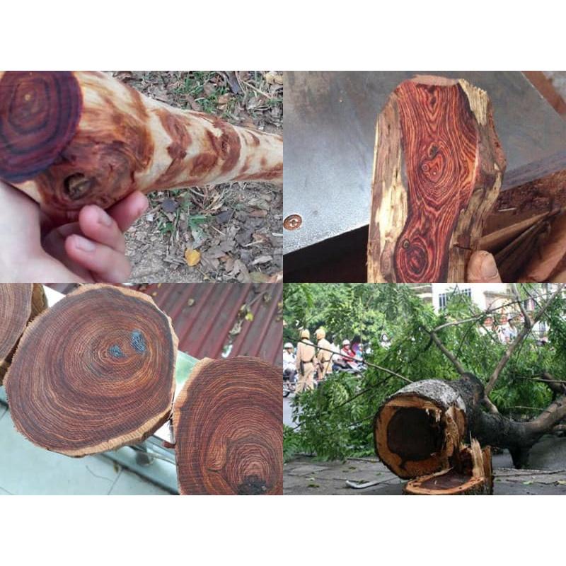 CÂY GIỐNG GỖ SƯA ĐỎ