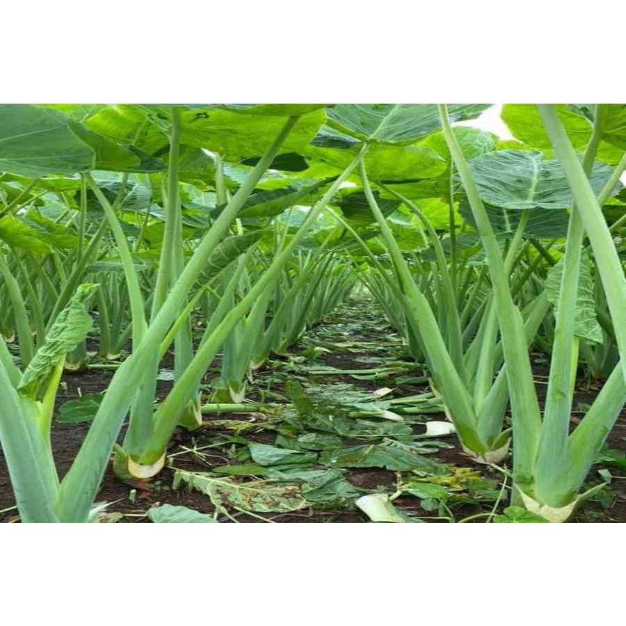 1kg Dọc mùng tươi sạch nấu canh chua, cây nhà trồng