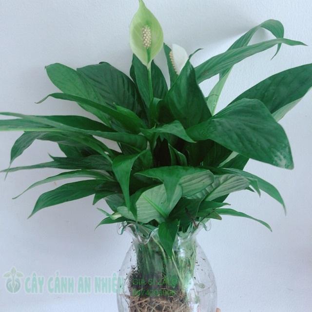 Chậu lan ý thuỷ sinh