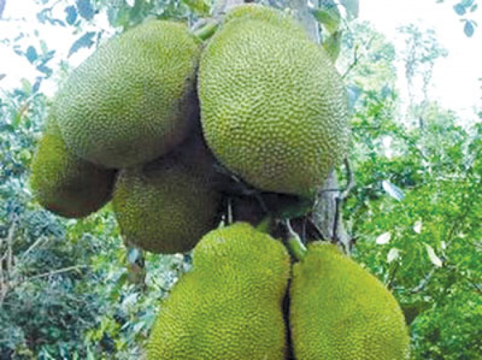 Cây MÍT TỨ QUÝ ghép, cây bầu lớn, cây to khỏe như hình, cam kết giống chuẩn