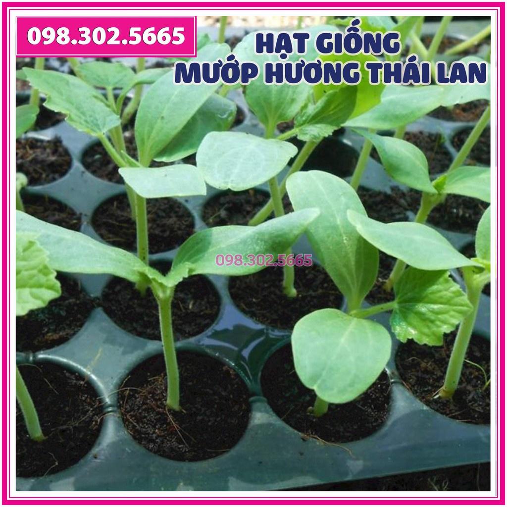 1g Hạt giống mướp hương thái lan F1 cao sản - hạt giống chất lượng tốt, năng suất cao