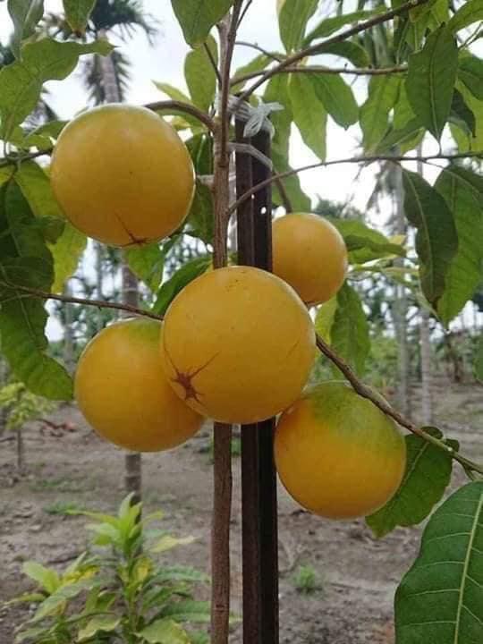 CÂY GIỐNG VÚ SỮA HOÀNG KIM trưởng thành bầu to khổng lồ .