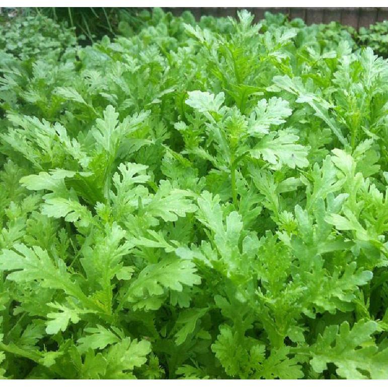 Hạt giống rau tần ô - rau cúc