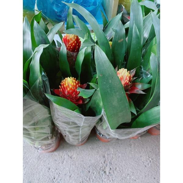 Cây Phong Lộc Hoa