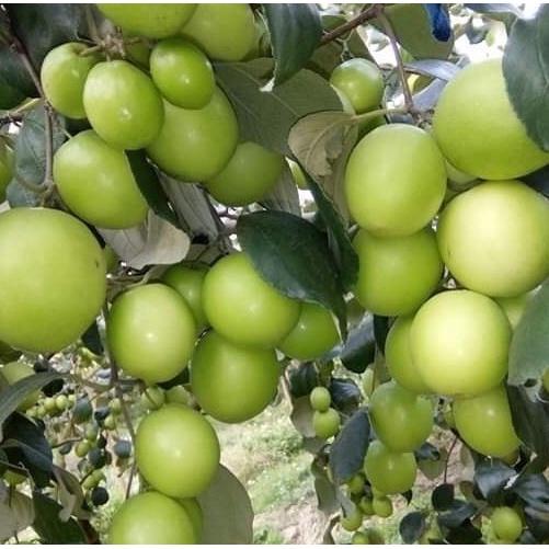 Cây Táo Chua Gia Lộc siêu sai trái cho năng suất cao giống chuẩn F1