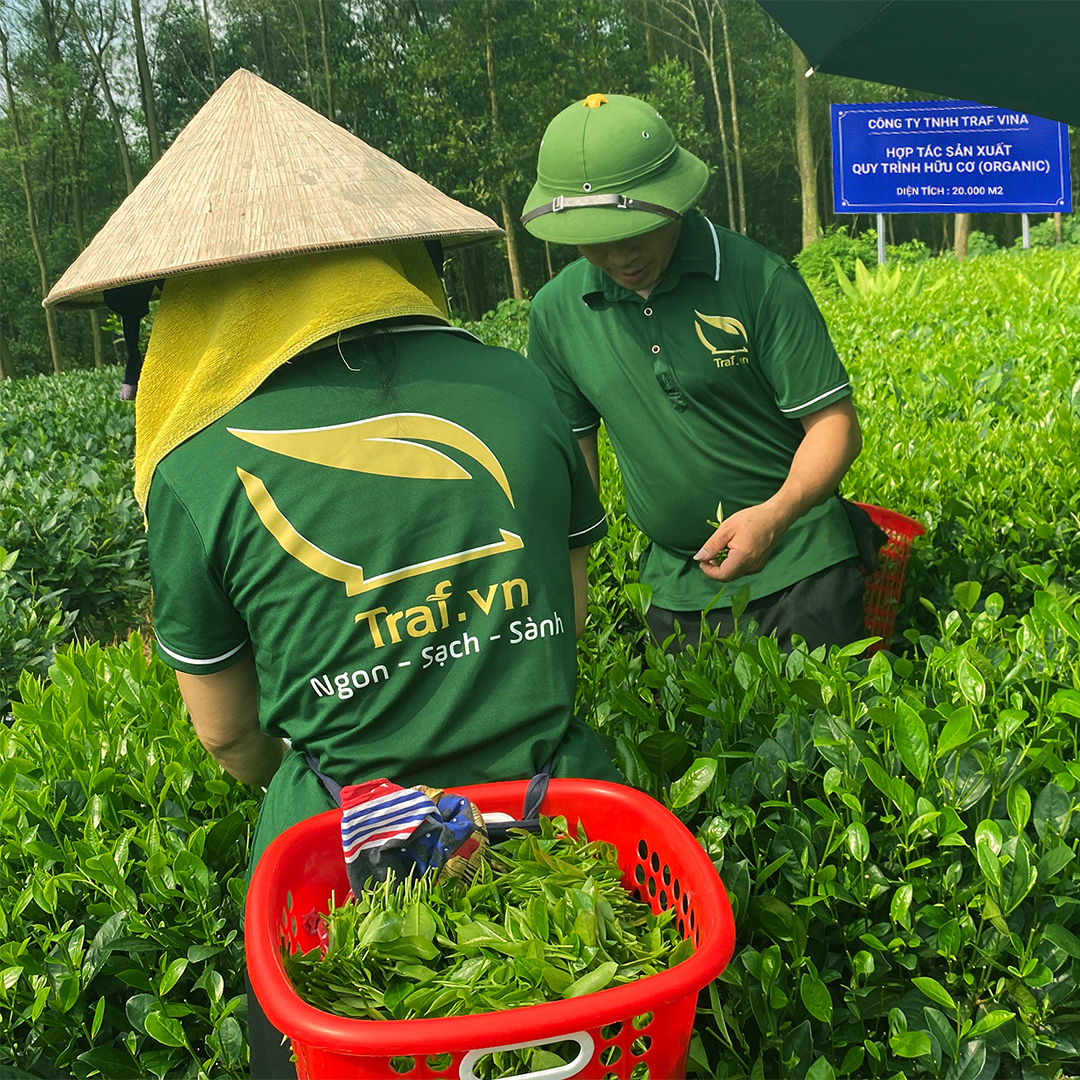 Trà xanh Thái Nguyên , nõn tôm , dạng hộp thiếc cao cấp Vạn Lộc Trà