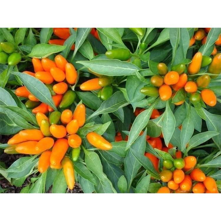 Hạt giống ớt chỉ thiên chùm cam siêu cay KNS3368 - Gói 30 hạt